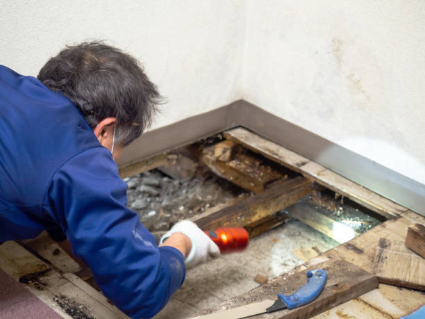 Mold Testing and Removal in Long Beach, MD