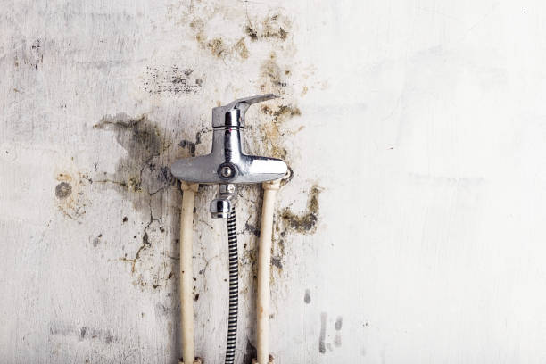 Best Office Mold Removal Services  in Long Beach, MD