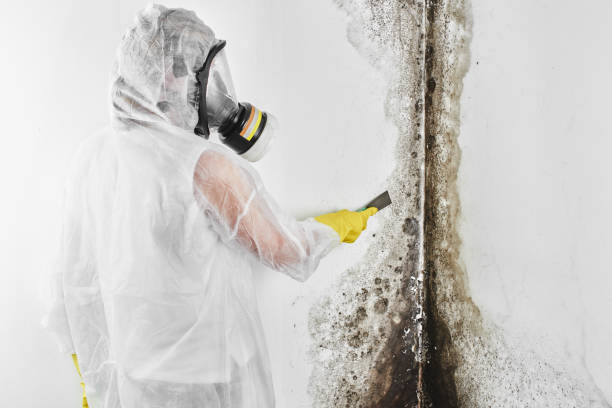 Best Toxic Mold Removal  in Long Beach, MD