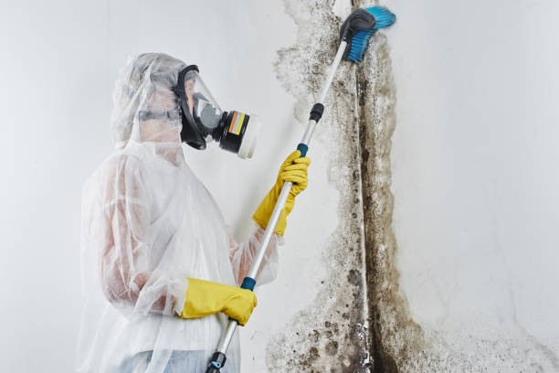 Best Mold Remediation  in Long Beach, MD