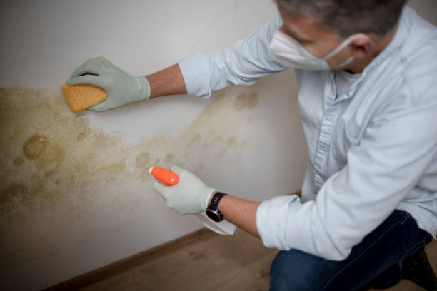Best Certified Mold Removal  in Long Beach, MD