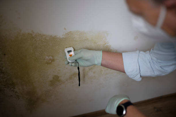 Best Mold Removal Process  in Long Beach, MD
