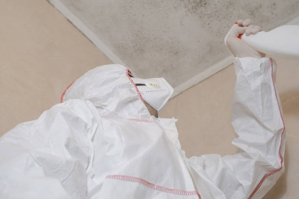 Best Home Mold Removal  in Long Beach, MD