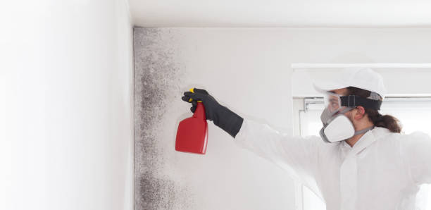 Best Emergency Mold Removal  in Long Beach, MD