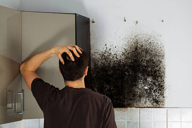 Best Fast Mold Removal  in Long Beach, MD