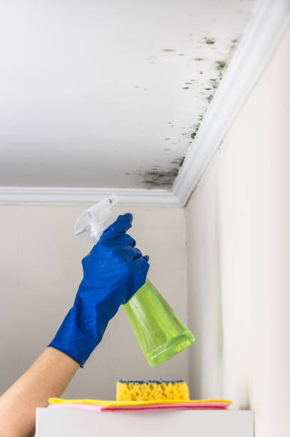 Best Local Mold Removal Service  in Long Beach, MD