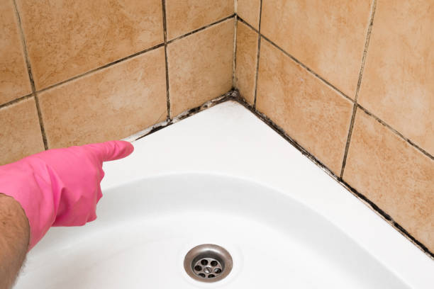 Mold Removal Process in Long Beach, MD